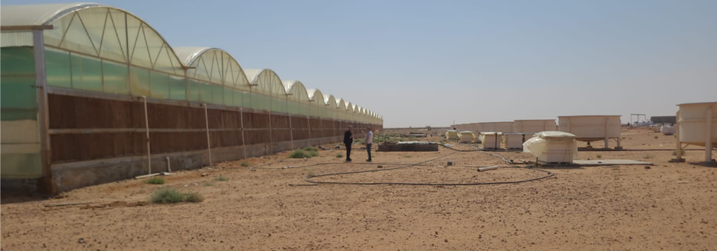 Greenhouses in the Saudi desert